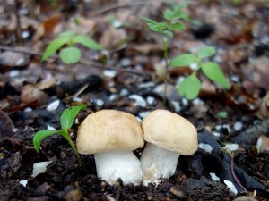 DSC05556 - kopie.JPG