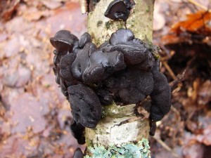 DSC05794 - kopie.JPG