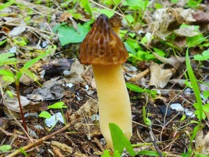 DSC05821 - kopie.JPG