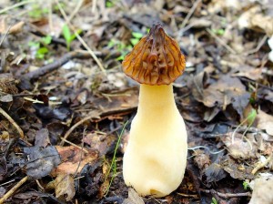 DSC05824 - kopie.JPG