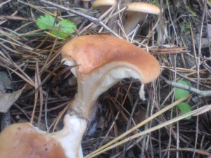 DSC06001.JPG