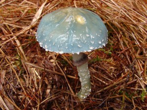 DSC06098.JPG