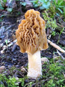 DSC06426.JPG