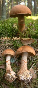 DSC06656L.jpg