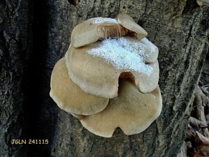 DSC06823L.jpg
