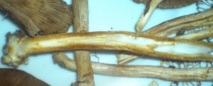 DSC06835.JPG