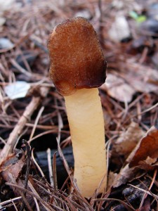 DSC07099.JPG