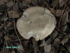 DSC07153L.jpg