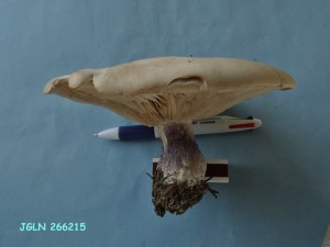 DSC07178L.jpg