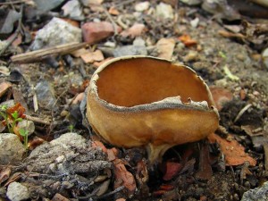 DSC07238 - kopie.JPG