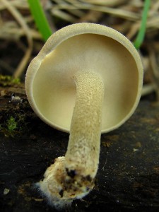 DSC07290 - kopie.JPG