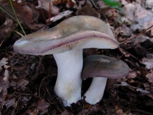 DSC07419.JPG