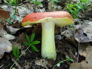 DSC07447.JPG