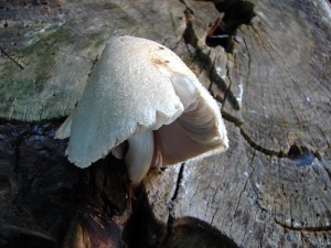 DSC07574.JPG