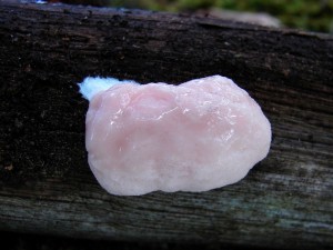 DSC07935 - kopie.JPG