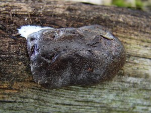 DSC07979 - kopie.JPG