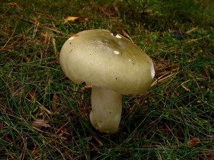 DSC08394.JPG