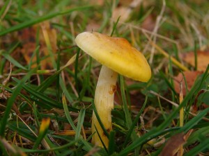 DSC08550.JPG