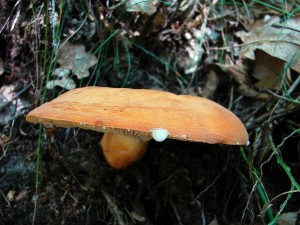 DSC08647 - kopie.JPG