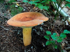 DSC08649 - kopie.JPG