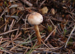 DSC08917.JPG
