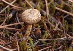 DSC08931.JPG
