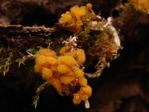 DSC09111.JPG