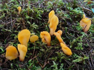 DSC09275 - kopie.JPG