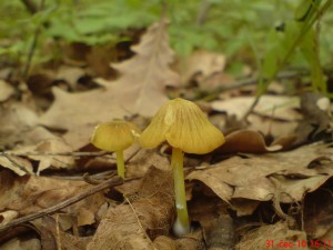 DSC09276.JPG