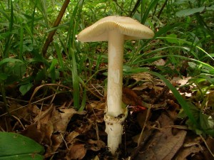 DSC09627.JPG