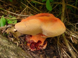 DSC09786.JPG