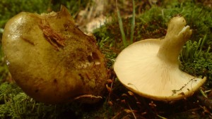 DSC09909.JPG