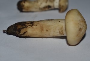 Dsc_0003.jpg