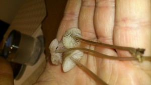 DSC_0046.jpg