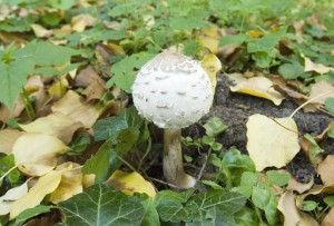 DSC_0065k.jpg