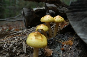 DSC_0415.JPG