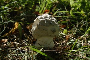 DSC_0606.JPG