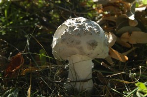 DSC_0645.JPG