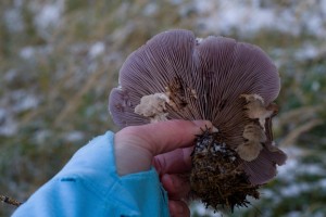 DSC_0649.jpg