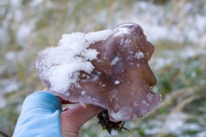DSC_0650.jpg