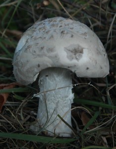 DSC_0669.JPG