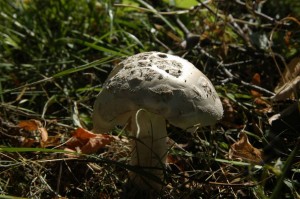 DSC_0691.JPG