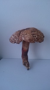 DSC_0912.JPG