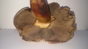 DSC_0913.JPG