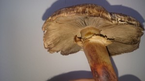 DSC_0914.JPG