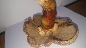 DSC_0915.JPG