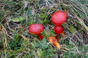 DSC_1093.jpg