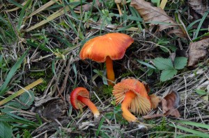 DSC_1095.jpg