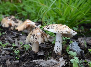 DSC_1769.jpg
