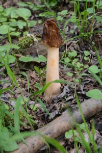 Dsc_3230.jpg